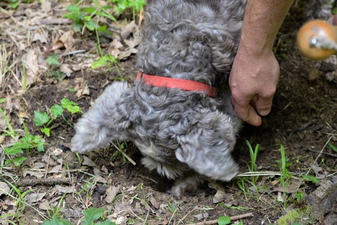 Truffle Hunting With Wine Tasting in Chianti - Good To Know