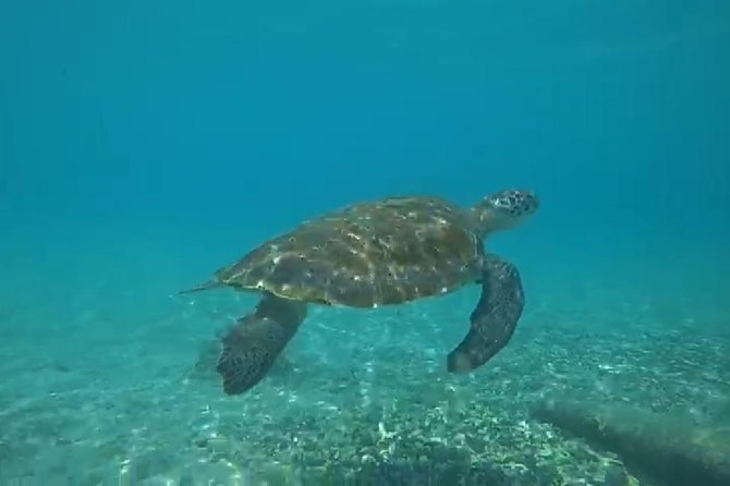 TUGBOAT Snorkeling Trip - Overview of the TUGBOAT Snorkeling Trip