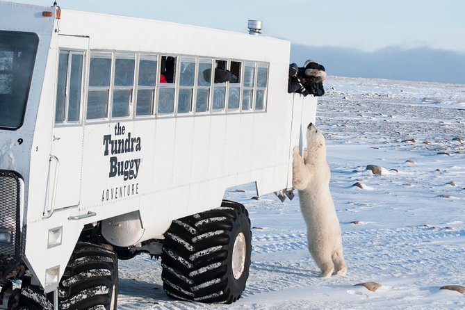 Tundra Buggy Autumn Day Tours - Good To Know