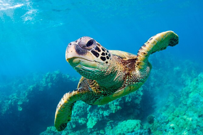Turtle Spotting Cruise Review: A Unique Adventure - Key Points
