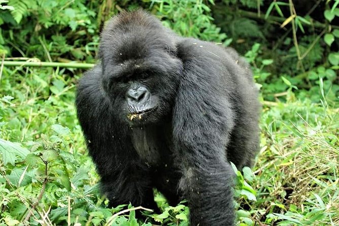 Uganda 4 Days Gorilla Trekking - Good To Know