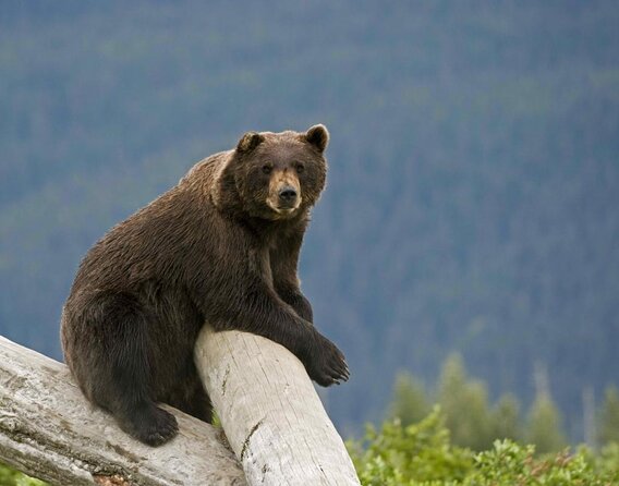 Ultimate Anchorage Winter Wildlife & Sunset Tour - Good To Know
