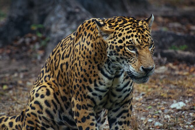 Unforgettable 4 Days Tanzania Private Budget Safari Tour - Good To Know