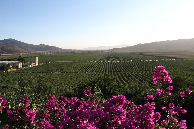 Valle De Guadalupe Winery and Vineyard Tour From San Diego - Good To Know