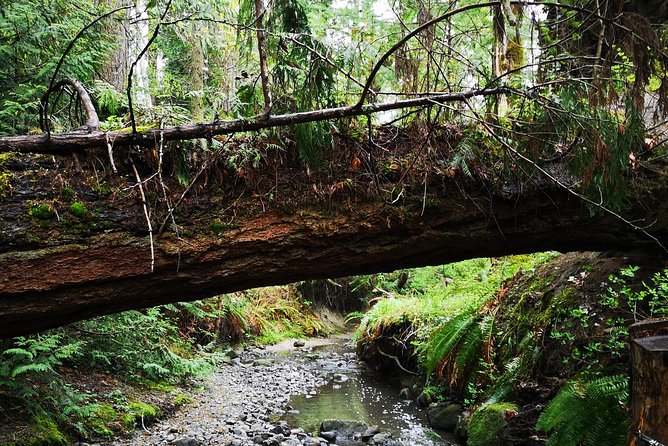 Vancouver Island Rainforest Guided Hike With Private Guide - Good To Know