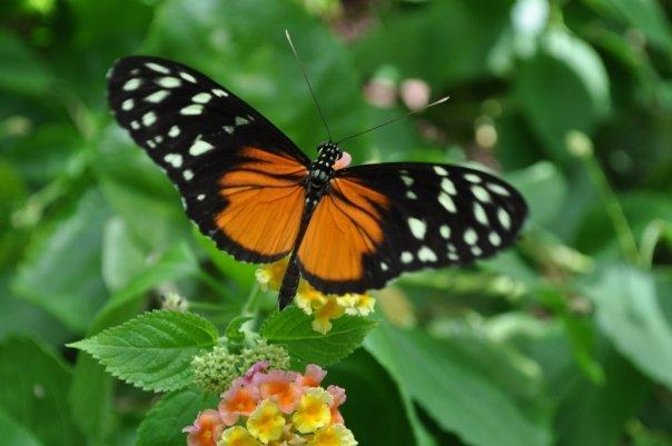 Victoria Butterfly Gardens Ticket - Good To Know
