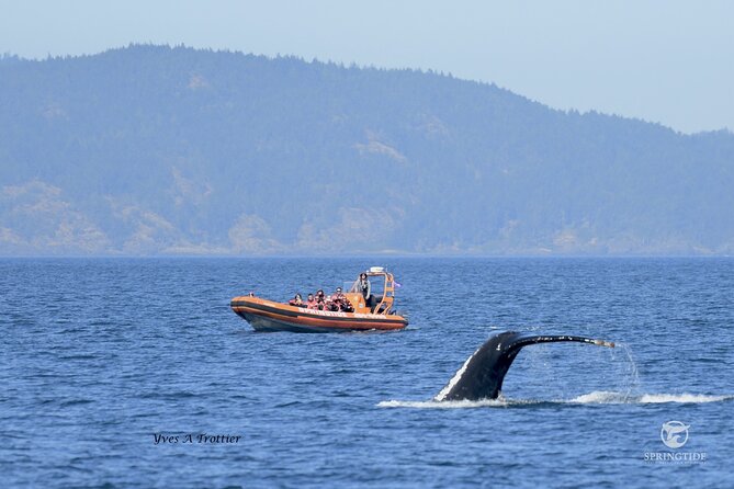 Victoria Whale Watching Tour by Zodiac - Overview of the Tour