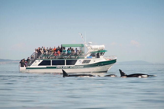Victoria Whale Watching Tour on a Covered Vessel - Good To Know