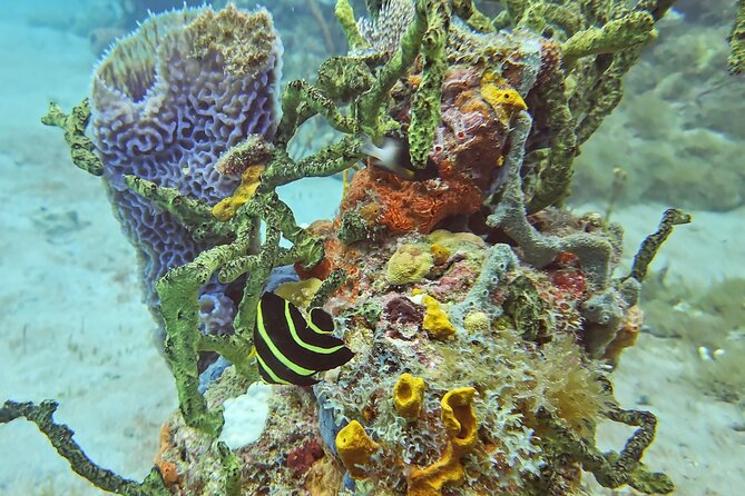 VIP Private Guided Scuba Diving/Snorkeling Excursion - Overview of the Activity