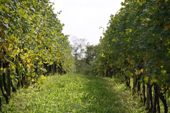 Visit and Tasting of 3 D.O.C. Wines Fontechiara - Good To Know