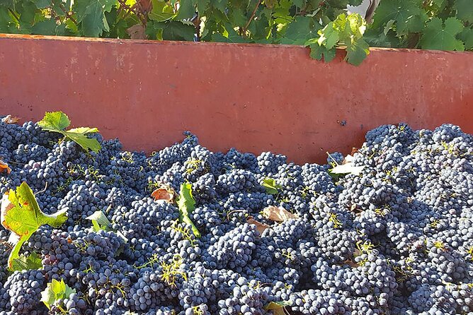 Visit to a Winery in Salento With Wine Tasting and Light Lunch. From Lecce - Available Assistance and Resources