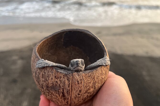 Visit Tortuguero Camp & Turtle Release - Key Points
