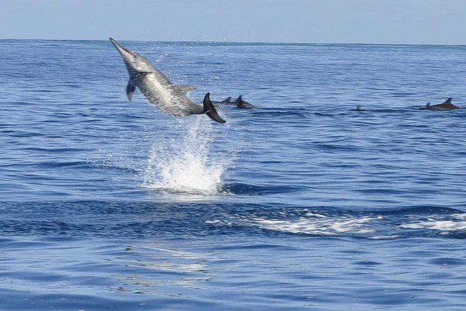 Whale and Dolphin Watching Private Boat Tour From Mauritius - Good To Know