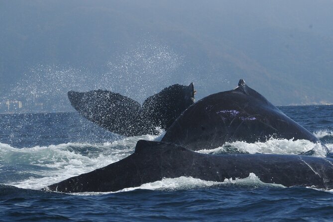 Whale Watching Afternoon Departure - Key Points