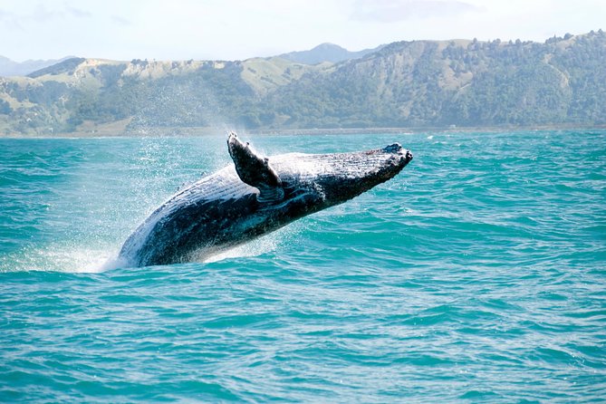 Whale Watching and Bacardi Island Day Trip From Punta Cana - Good To Know