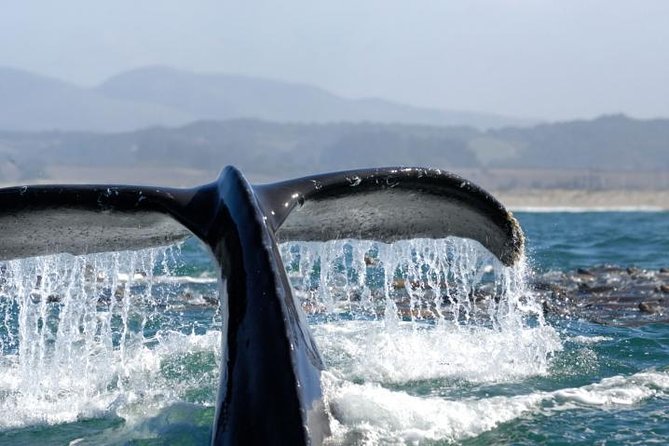 Whale Watching Cruise From Newport Beach - Good To Know