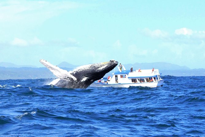 Whale Watching Day Trip From Punta Cana - Pick Up in Your Hotel. - Tour Overview