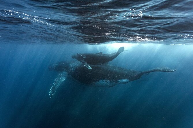 Whale Watching in Sao Tome & Principe - Key Points