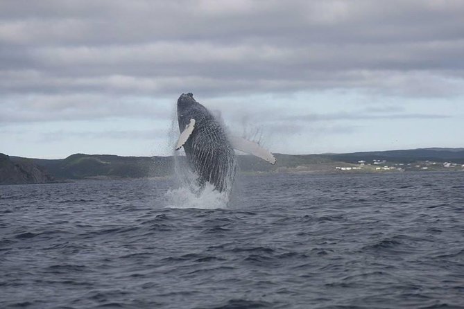 Whale Watching Marine Wildlife Excursion by Kayak - Good To Know