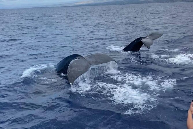 Whale Watching on Big Island - About Your Stay