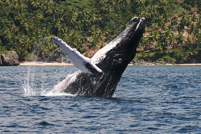 Whale Watching & Samana Bacardi Island - Good To Know