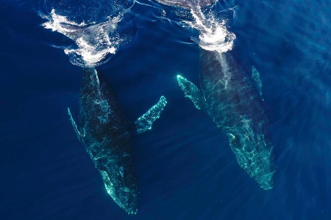 Whale Watching San Diego: Private Charter Experience - About Your Stay
