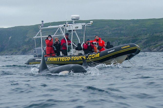 Whale Watching Tour by Zodiac and Tow N Go Kayak With 2-Nights Accomm. Package - Good To Know