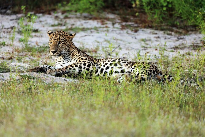 Wilpattu National Park 4-Hours Safari | With Naturalist - Good To Know