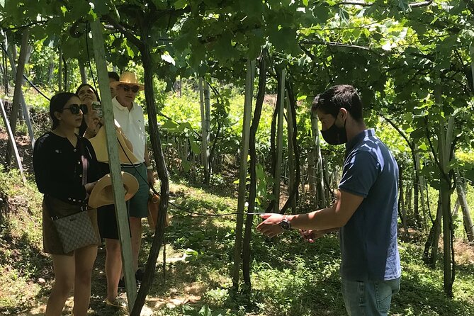 Wine Day Tour & Lunch in the Vineyard - Good To Know