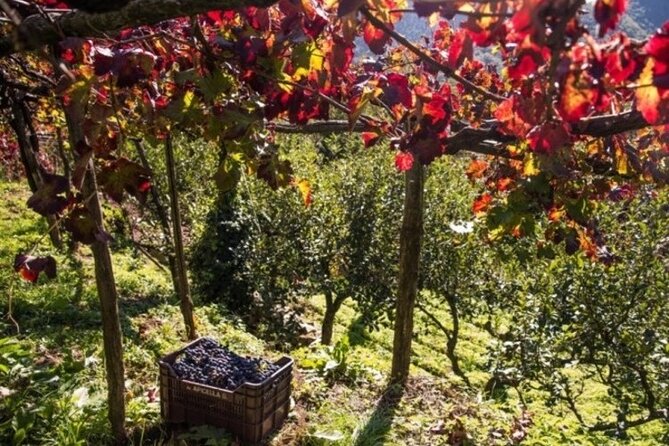 Wine Tasting Cantina Apicella With Lunch - The Wine Tasting Experience