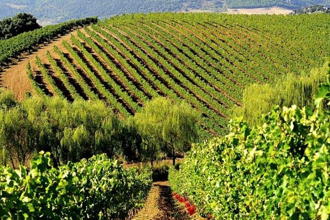 Wine Tasting for Small Groups in the Palermo Countryside - Good To Know