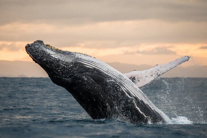 Winter Whale Watching Adventure in Kauai - Good To Know