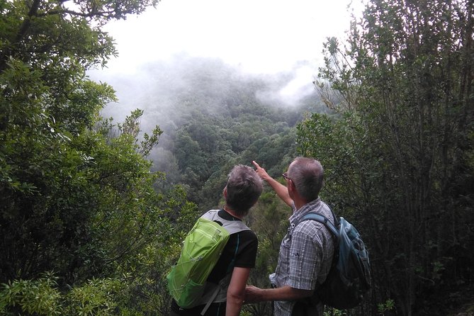 Wonderful Hike Through the Magic Forest of Tenerife - Good To Know