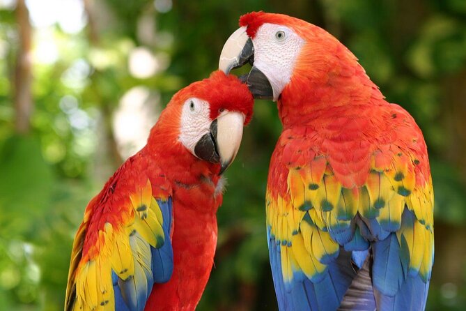 Xcaret Park Day Trip, Transportation and Cultural Night Show - Key Points