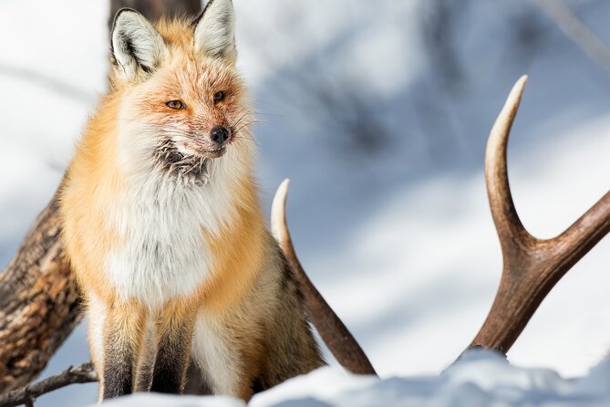 Yellowstone Full Day Winter Tour (With Optional Hike or Snowshoe) - Good To Know