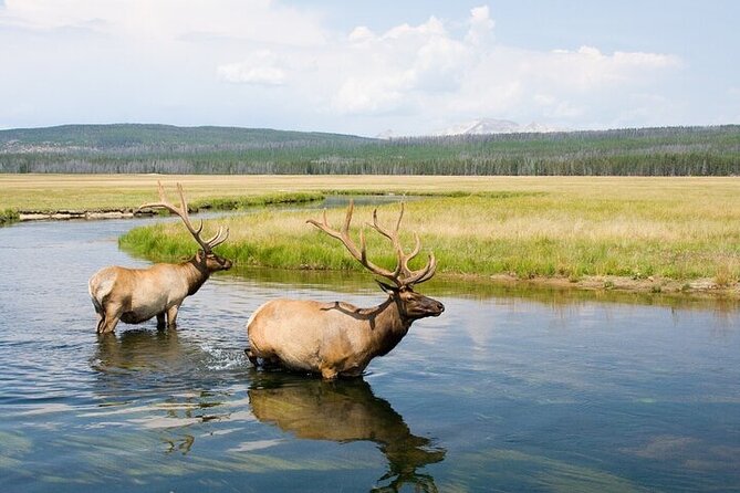 Yellowstone Wildlife Safari in Lamar Valley From Bozeman - Good To Know