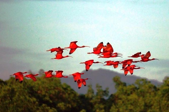 Yerette Home of the Hummingbird and Caroni Wildlife Tour - Excursion in Maracas Valley