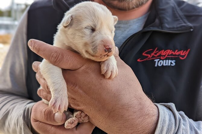 Yukon Husky Puppy Play Time & Summit Tour - Good To Know
