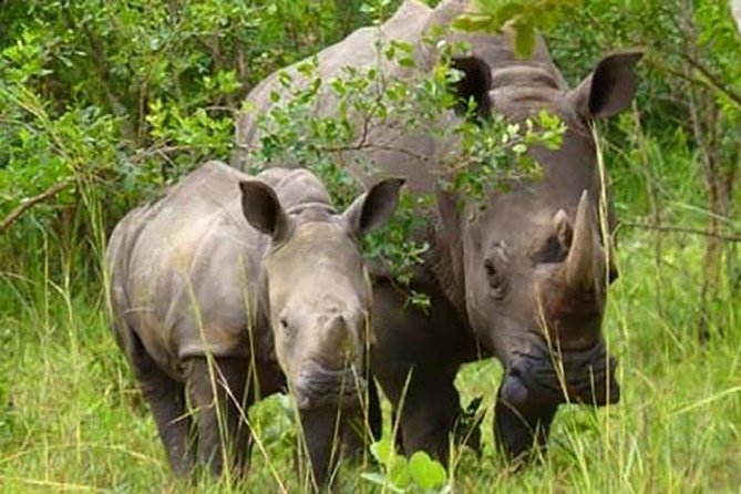 Ziwa Rhino Sanctuary - Good To Know