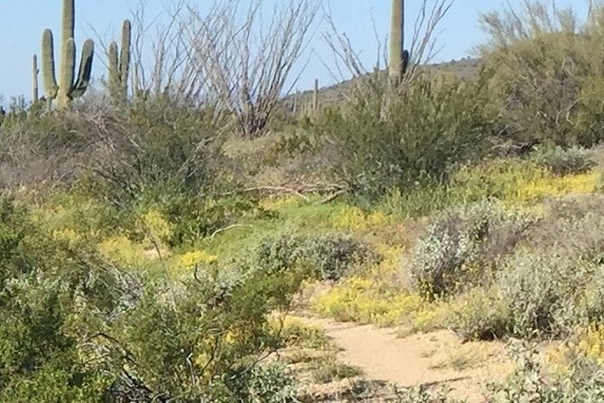 1-2 Hour Sonoran Desert Private Guided Hiking Tour - Good To Know