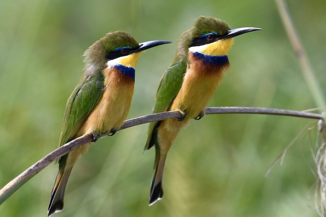 1 Day Mabamba (Shoebill) Bird Watching Tour - Shoebill & Canoe Tour - Key Points