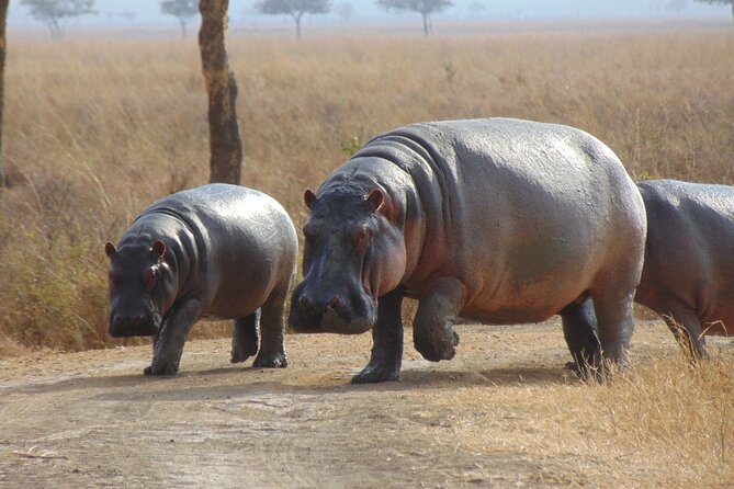 1-Day Private Safari in Mikumi From Zanzibar - Overview of Mikumi Safari