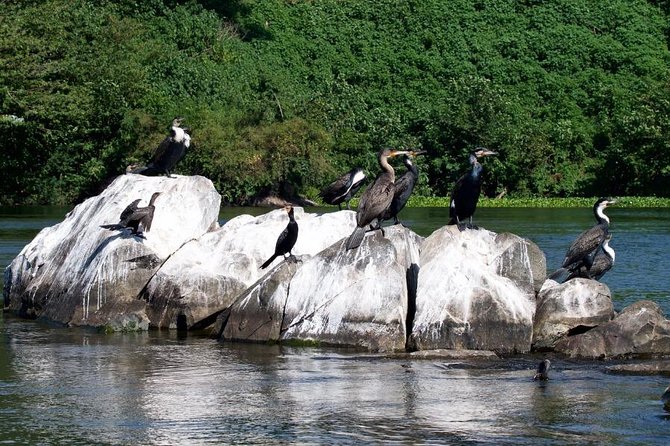 1 Day Source of the Nile Tour in Jinja - Key Points
