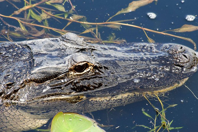 1 Hour Everglades Airboat Tour Central Florida - Good To Know