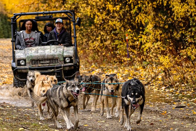 1 Hour Fall Sled Dog Experience Review - Good To Know