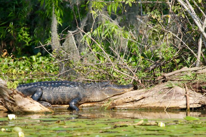1 Hour Historical Wildlife Tour of The Famous Chain of Lakes - Good To Know