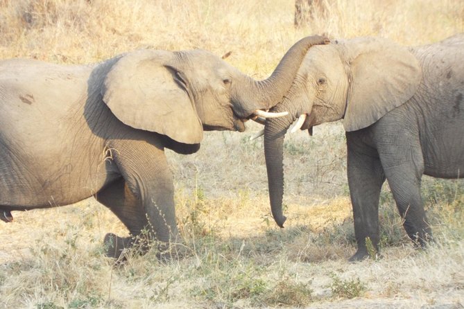 1 Night / 2 Days at Mikumi National Park - Key Points