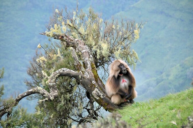 12 Days Ethiopia Tour - Key Points