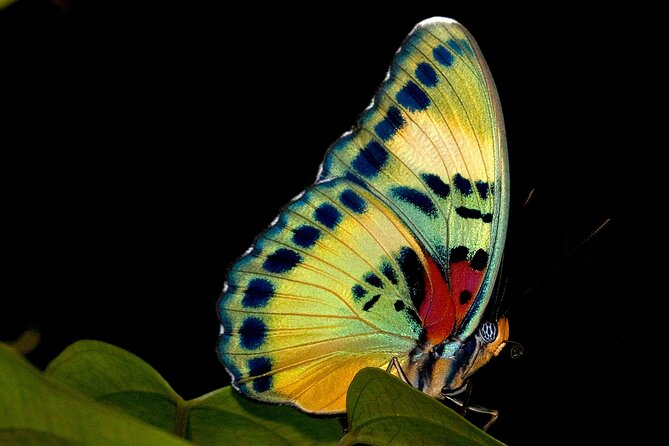 14 Day Ghana Butterfly Tour - Key Points