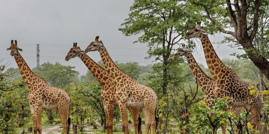 1/2 Day Phezulu Safari Park From Durban